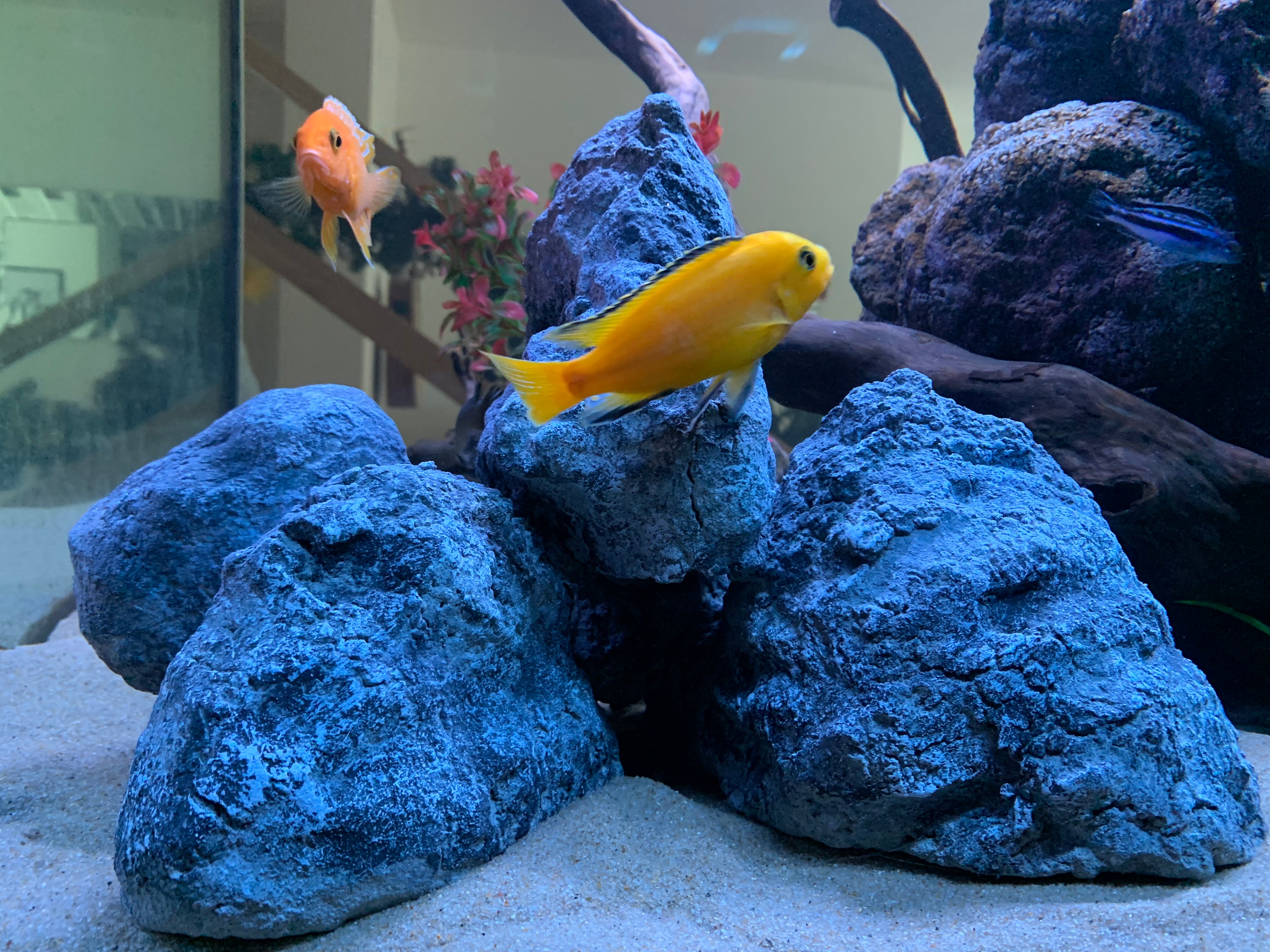 „Malawi-See-Aquarium mit massivem Felsaufbau aus blaugrauem Lochgestein, hellem Sandboden und farbintensiven Mbuna-Buntbarschen: gelber Labidochromis ‚Yellow‘, roter Pseudotropheus und weitere Arten schwimmen zwischen den Höhlen.“