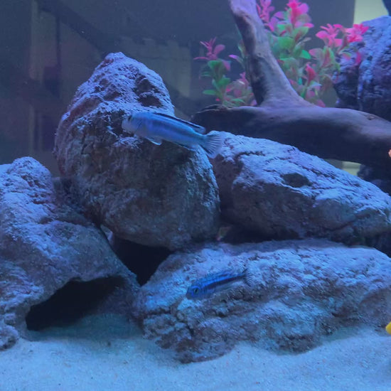 „Rock-Crafts Aquarium Felsen unter Wasser mit Malawi Barschen – künstliche Höhlenformation im Einsatz“