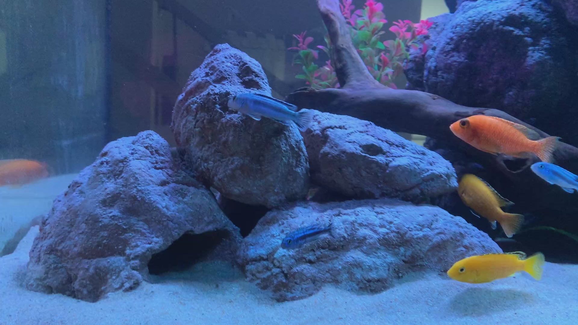 „Rock-Crafts Aquarium Felsen unter Wasser mit Malawi Barschen – künstliche Höhlenformation im Einsatz“