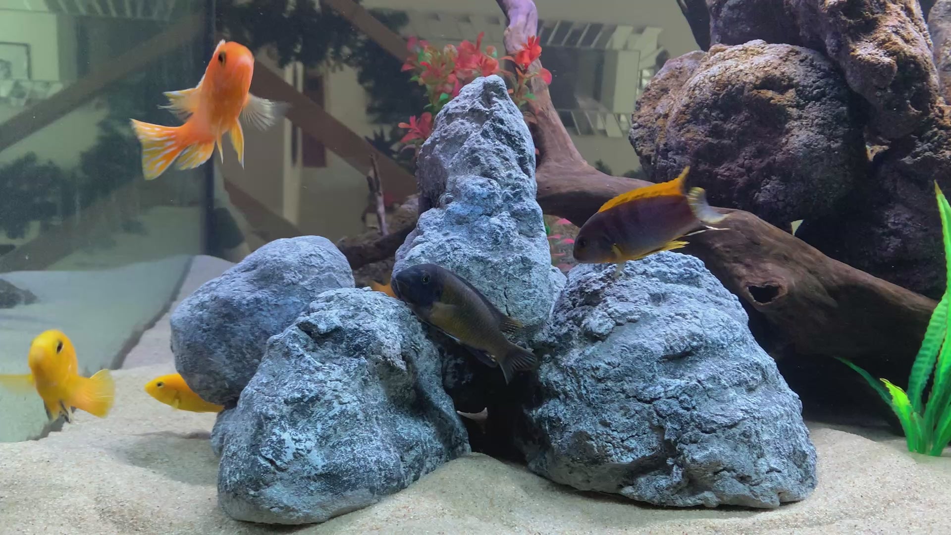 Video laden: „Rock-Crafts Aquarium Felsen unter Wasser mit Malawi Barschen – künstliche Höhlenformation im Einsatz“