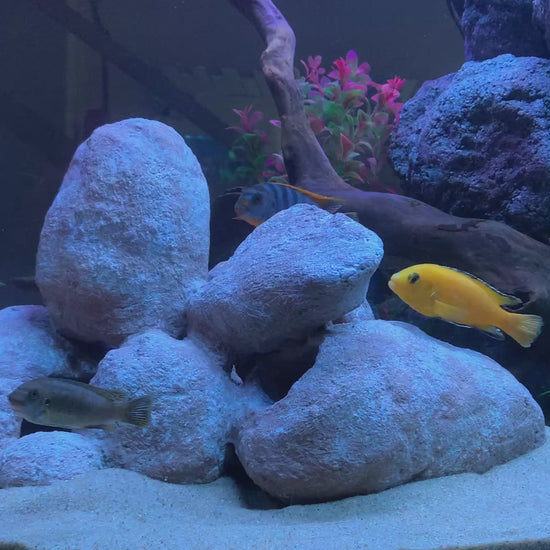 „Rock-Crafts Aquarium Felsen unter Wasser mit Malawi Barschen – künstliche Höhlenformation im Einsatz“
