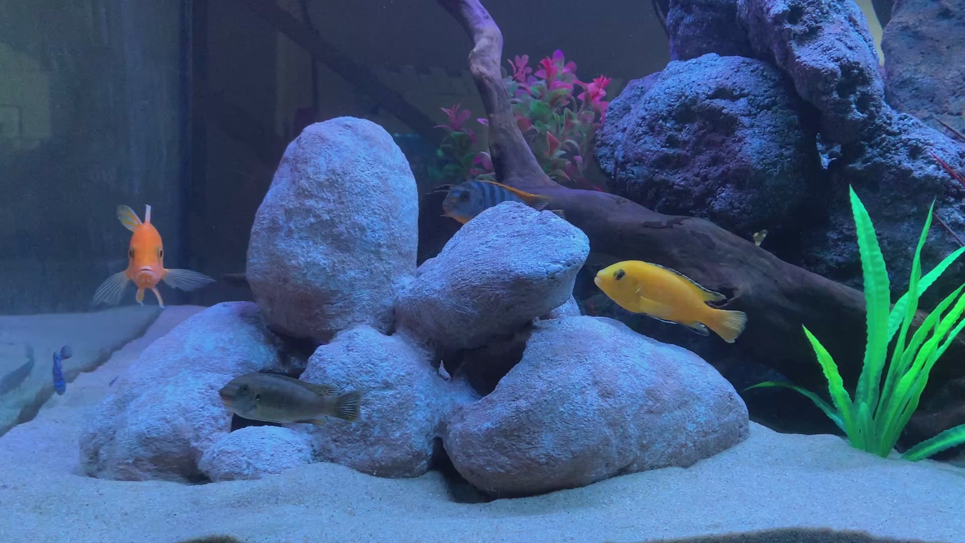 „Rock-Crafts Aquarium Felsen unter Wasser mit Malawi Barschen – künstliche Höhlenformation im Einsatz“