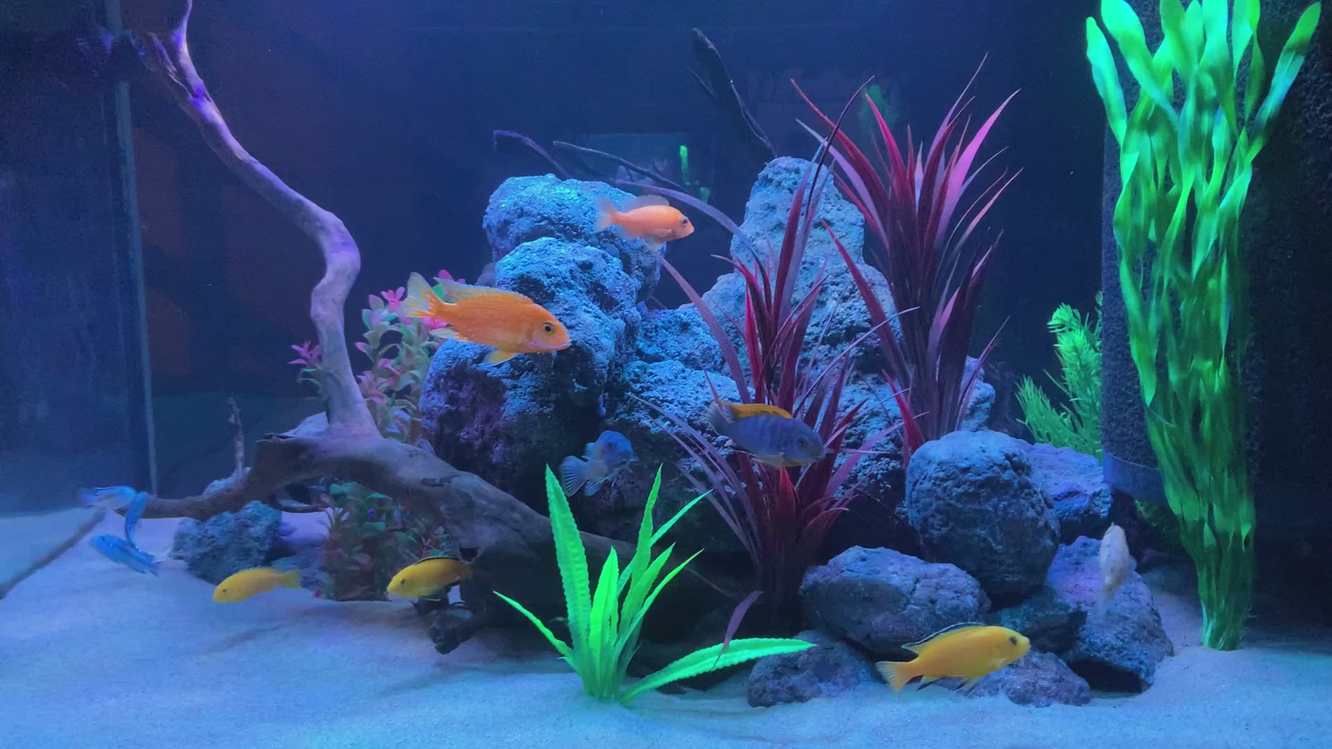 Video laden: „Video: 800-Liter Malawi-Aquarium mit sechs frei geformten Rock-Crafts Volcanic-Core Aquariumfelsen, hellem Sandboden und farbenprächtigen Mbuna-Buntbarschen.“
