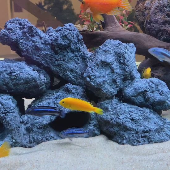 „Rock-Crafts Aquarium Felsen unter Wasser mit Malawi Barschen – künstliche Höhlenformation im Einsatz“