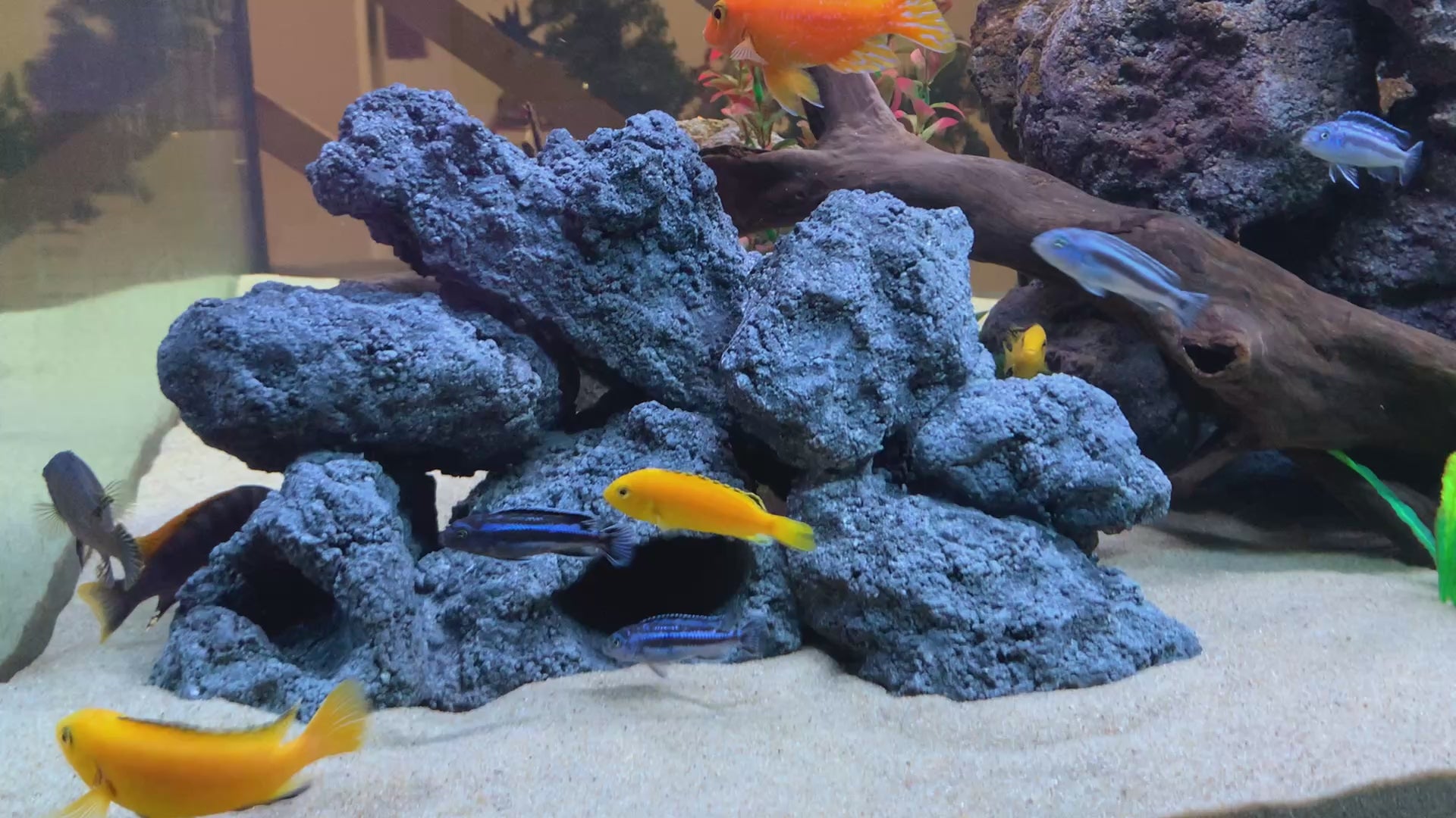 „Rock-Crafts Aquarium Felsen unter Wasser mit Malawi Barschen – künstliche Höhlenformation im Einsatz“