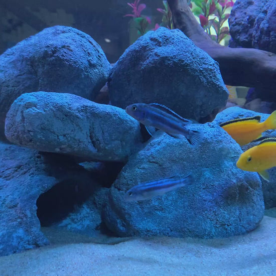 „Rock-Crafts Aquarium Felsen unter Wasser mit Malawi Barschen – künstliche Höhlenformation im Einsatz“