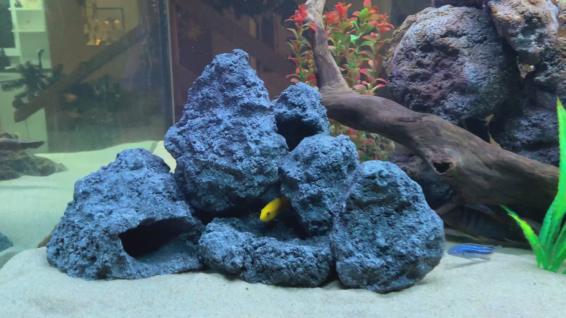 „Rock-Crafts Aquarium Felsen unter Wasser mit Malawi Barschen – künstliche Höhlenformation im Einsatz“