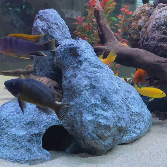 „Rock-Crafts Aquarium Felsen unter Wasser mit Malawi Barschen – künstliche Höhlenformation im Einsatz“