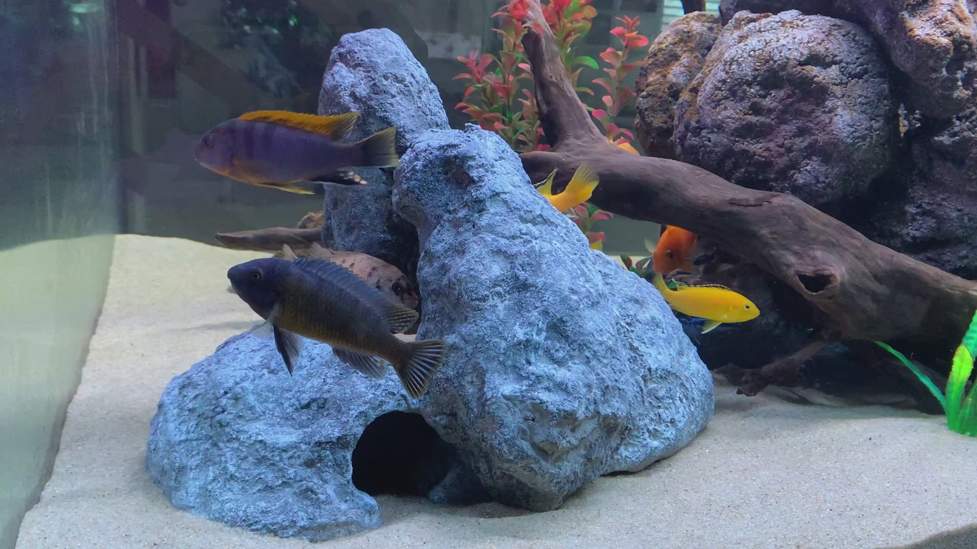 „Rock-Crafts Aquarium Felsen unter Wasser mit Malawi Barschen – künstliche Höhlenformation im Einsatz“