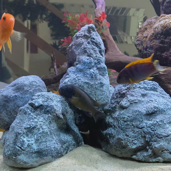 „Rock-Crafts Aquarium Felsen unter Wasser mit Malawi Barschen – künstliche Höhlenformation im Einsatz“