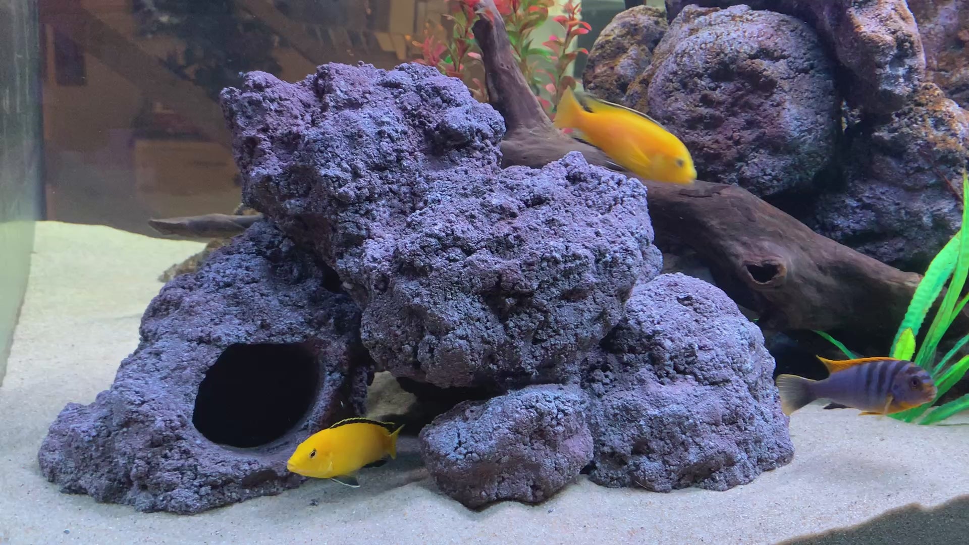 „Rock-Crafts Aquarium Felsen unter Wasser mit Malawi Barschen – künstliche Höhlenformation im Einsatz“